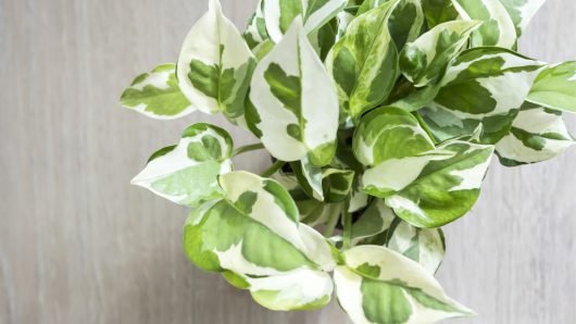 8 Popular Houseplants That Are Poisonous and 8 That Are Safe