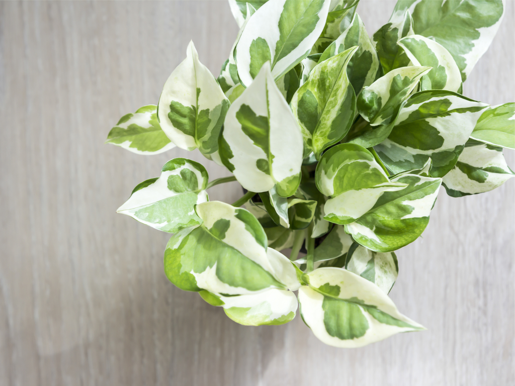 8 Popular Houseplants That Are Poisonous and 8 That Are Safe
